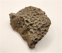Fossilized Coral from Ontario