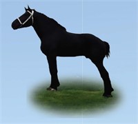 Reg 11 yr old Percheron stallion