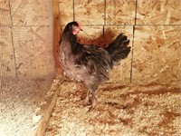 Jersey Giant, Jan 2 hatched