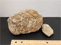 Marine Fossil rocks