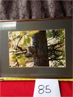 Owl Photograph