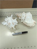 Two large sea shells