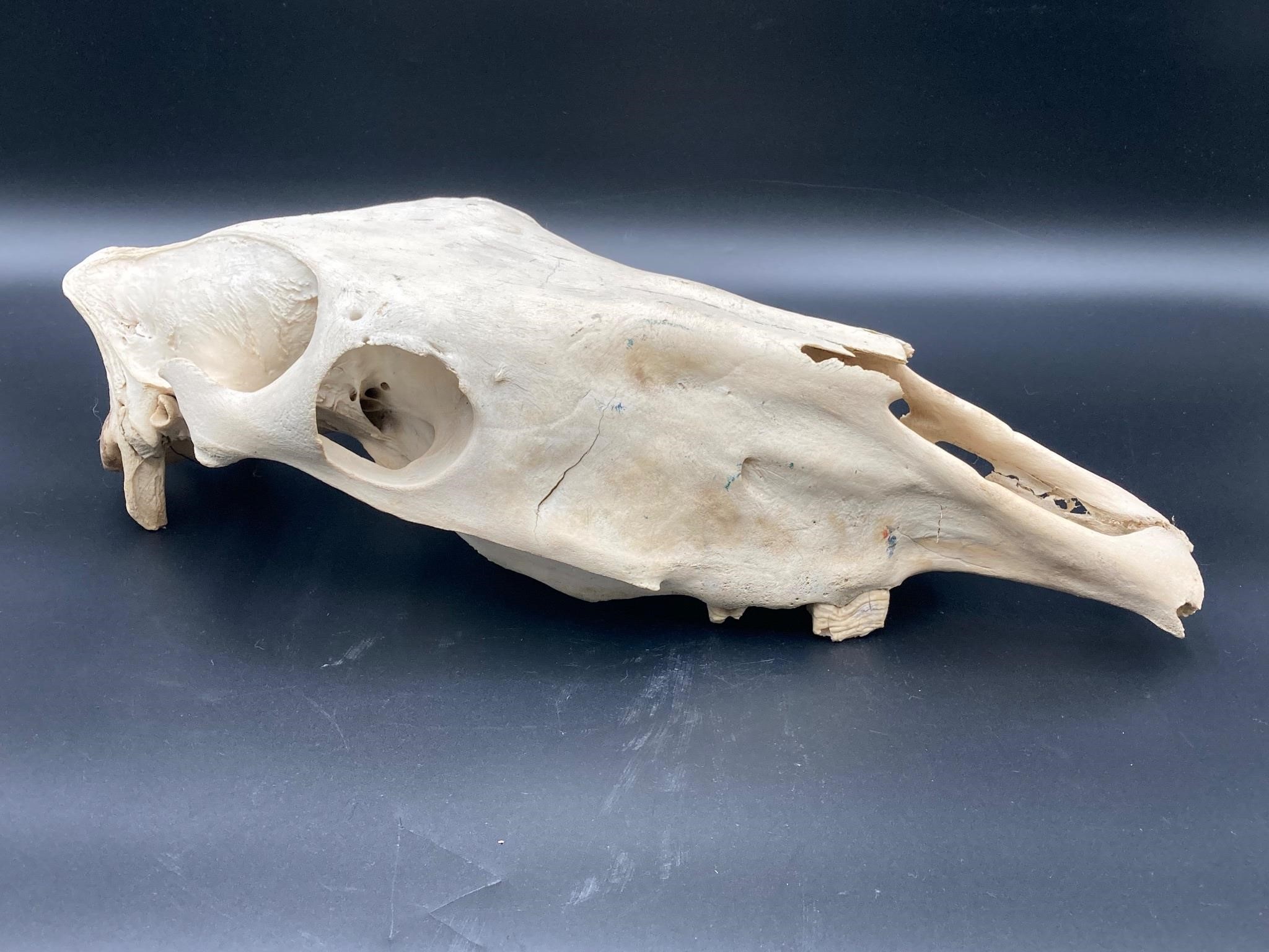 Large Red Deer Skull