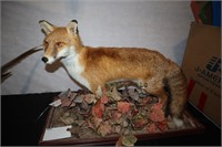 Mounted Red Fox