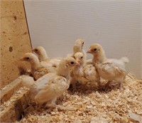 3 Chicks-Lemon Brahma Bantam-03/12/2024