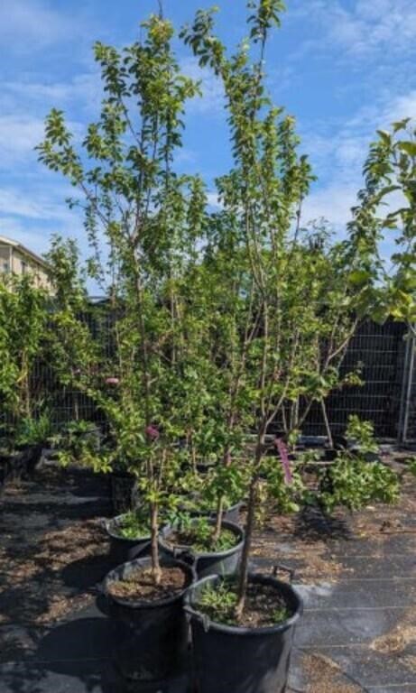 Nursery Clearance-- One Live Red Haven Peach Tree