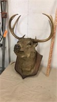 4pt mounted deer head