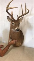 5pt mounted deer head