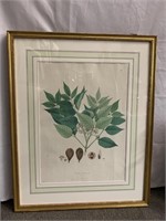 25X32 BOTANICAL FRAMED PRINT, INITIALED BOTTOM