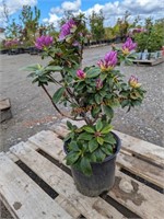 1 Rosebay Rhododendron