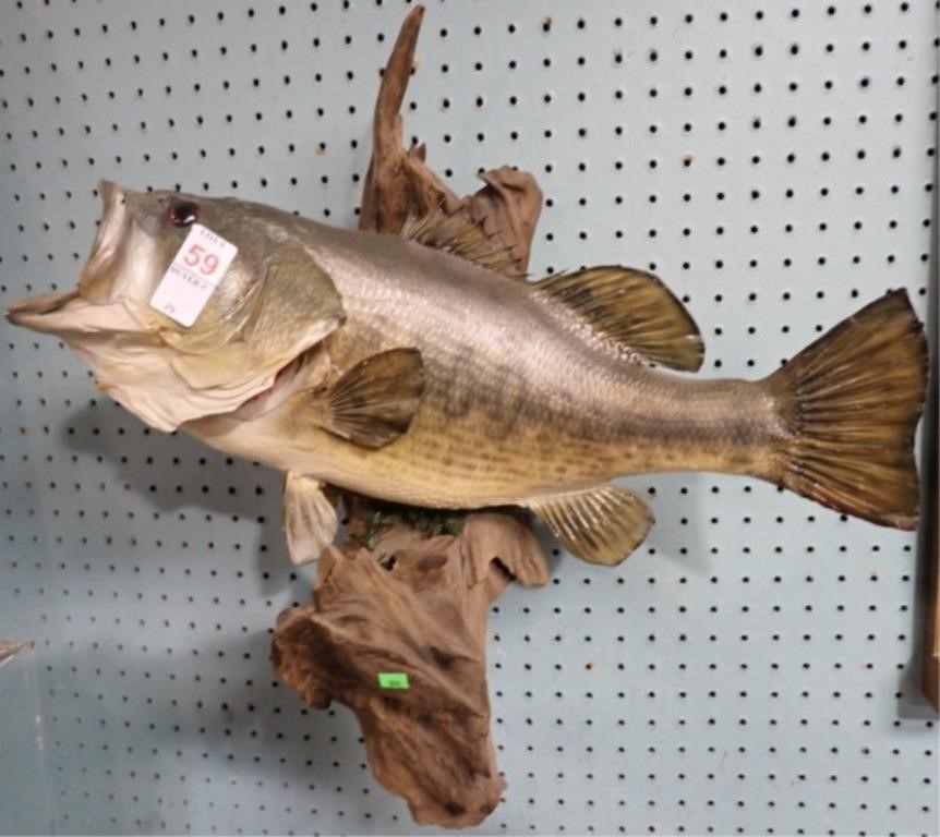 MOUNTED BASS 21"