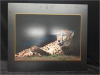 Cheetah picture signed