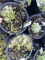 3 lots of 1 ea "Cobweb" Sempervivum 1 gal