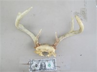 8 Point Buck Antlers