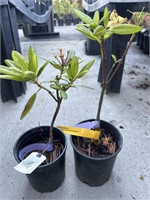 2 Lots of 1 ea 1 Gal  Rhododendron Mango Tango