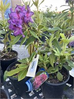 3 Lots of 1 ea 1 Gal Neon Zembia Rhododendron