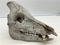 Interesting Boar Skull
