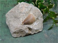MOSASAUR TOOTH IN MATRIX ROCK STONE LAPIDARY SPECI