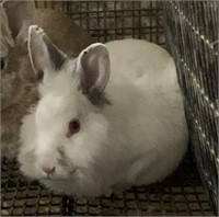 Lionhead Mix Rabbit