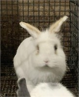 Lionhead Mix Rabbit