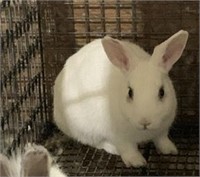 New Zealand Mix Rabbit