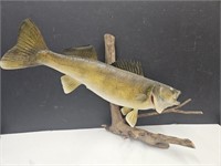 Large Taxidermy Walleye  Fish Mount 24"