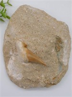 SHARK TOOTH IN MATRIX ROCK STONE LAPIDARY SPECIMEN