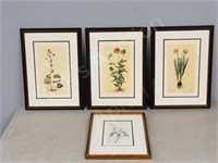 4 framed botanical prints