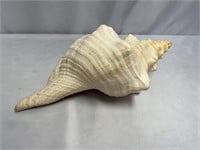 GIANT 15" CONCH SHELL HOME DECOR PIECE