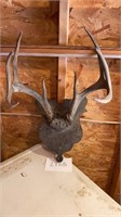 Vintage Antlers on Wood Plaque