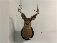 Vintage Mounted Buck, 8 Point
