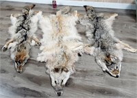 3 peaux de coyotes 55", 57" et 62" de longueur