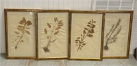 Framed Preserved Botanicals on Laid Paper
