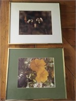 gallery framed nature photos  13x15"