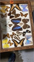 11x14 framed butterfly collection