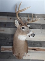 Mounted Whitetail Deer Buck