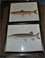 Denton Fish prints