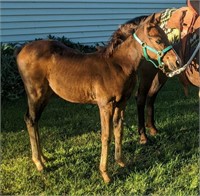 Weanling Pony filly