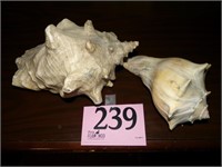 2 LARGE SEA SHELLS