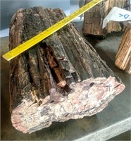 Rare Large 84 Lbs. Petrified Wood Trunk Red/Black
