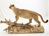 Large Mountain Lion Taxidermy Mount