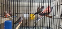 Pair Rosy/normal Bourque parakeet 7mths old