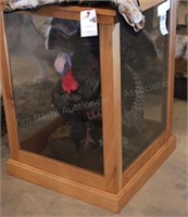 Turkey Mount in Oak Display Case
