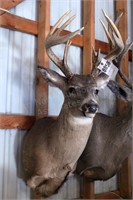 12 point Symmetric Whitetail Deer Head Mount