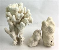 Group Of Coral & Ocean Reef