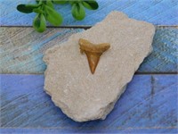 SHARK TOOTH IN MATRIX ROCK STONE LAPIDARY SPECIMEN