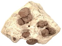 Dinorthis Fossil Brachiopod 4.25" L