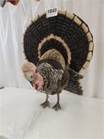 Stuffed Turkey Toy, (32"x27")