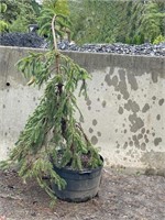 Weeping Norway Spruce Tree, 4'-4.5' tall