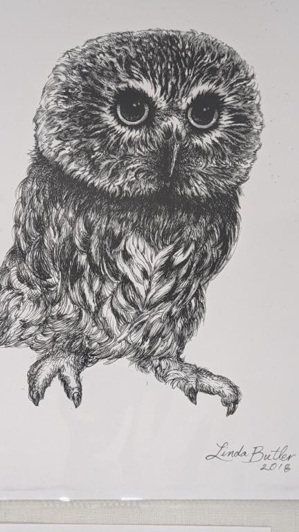 OWL SKETCHES BY LINDA BUTLER 2018